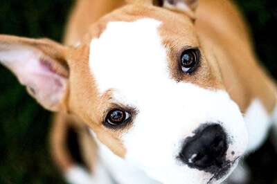 Video Games May Help Ageing Dogs Stay Mentally Nimble