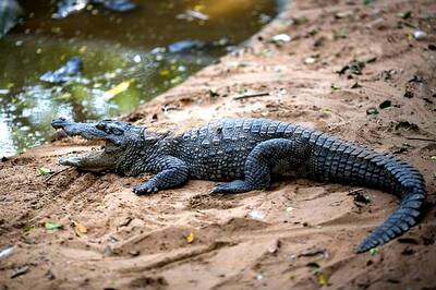 Beach crocodile gives Goa Tourism a scare