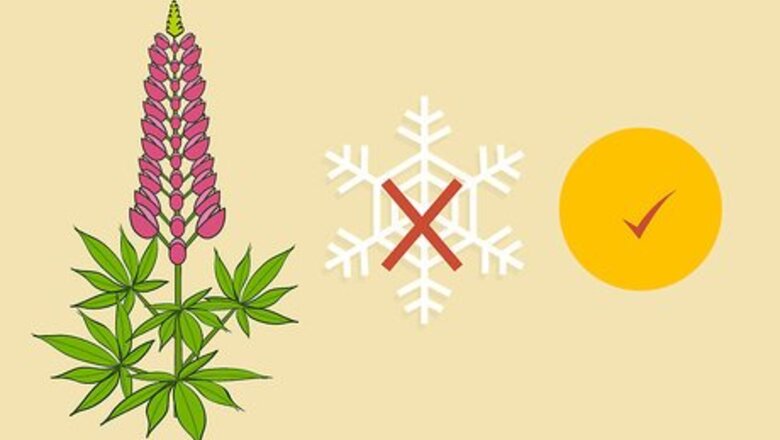 How to Grow Lupine Flowers