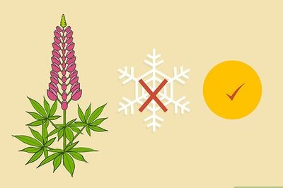 How to Grow Lupine Flowers