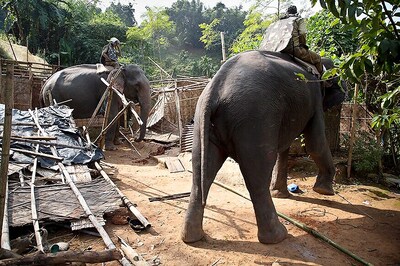 Two Elephants Run Amok in Sri Lanka, 17 Injured