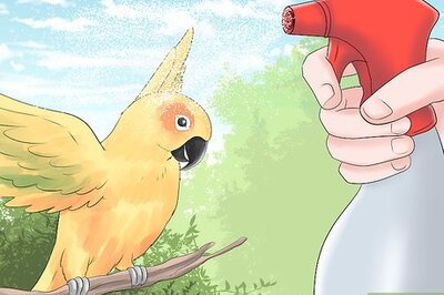 How to Keep a Conure Groomed