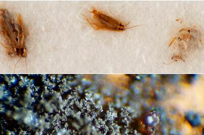 'Return Our Moon Dust And... Cockroaches': NASA Asks Boston Auction Body To Halt Sale