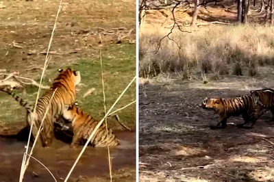Watch: Tigress Enjoys 'Splash Time' With Her Cubs At Ranthambore National Park