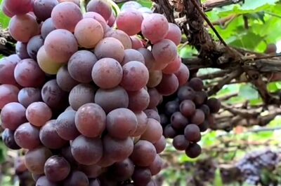 In Tamil Nadu's Dindigul, Grape Farmers Request Govt To Set Up A Juice Factory