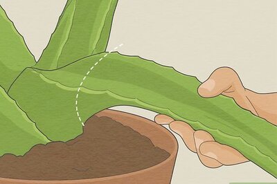 Healing Burns Fast: Tips for Using Aloe Vera at Home