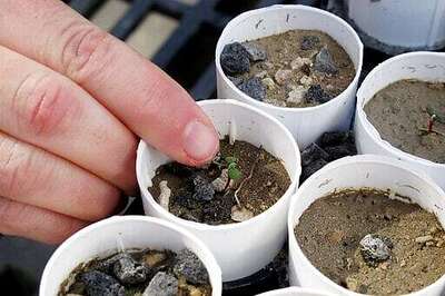 Massive Damage Of Rare Plants Probed At Nevada Mine Site