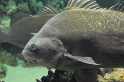 Florida Residents Worried Over Mysterious ‘Bass Tones’; Experts Believe It Is Noisy Fish Sex