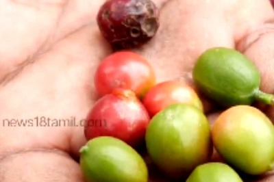 This Is How Coffee Is Cultivated In Tamil Nadu’s Nilgiris