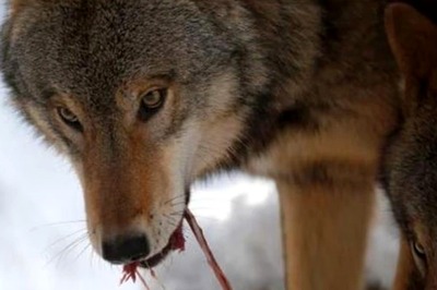 Woman, Staying At Luxurious Safari Lodge In France, Attacked By Wolves