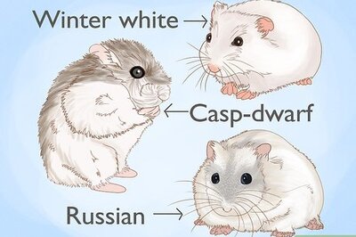 How to Breed Hamsters