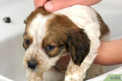 How to Bathe a Puppy for the First Time