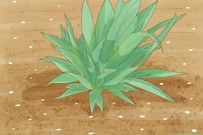 How to Grow Agave Plants