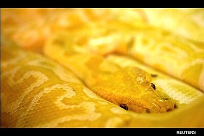 Canada: Escaped python kills two children