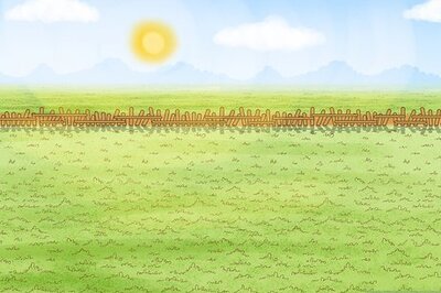 How to Plant a Sweet Shrub