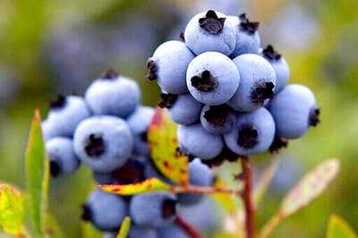 Late Spring Frost, Drought and Labor Shortage: Maine Blueberry Industry is in Trouble Amid Covid-19