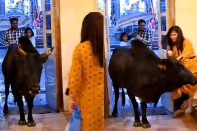Watch: Amid Rain, Bull Seeks Shelter In Cafe And Then Attacks Woman