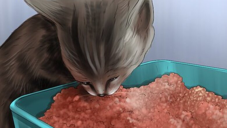 How to Care for a LaPerm Cat