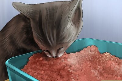 How to Care for a LaPerm Cat