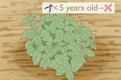 How to Prune Lacecap Hydrangeas