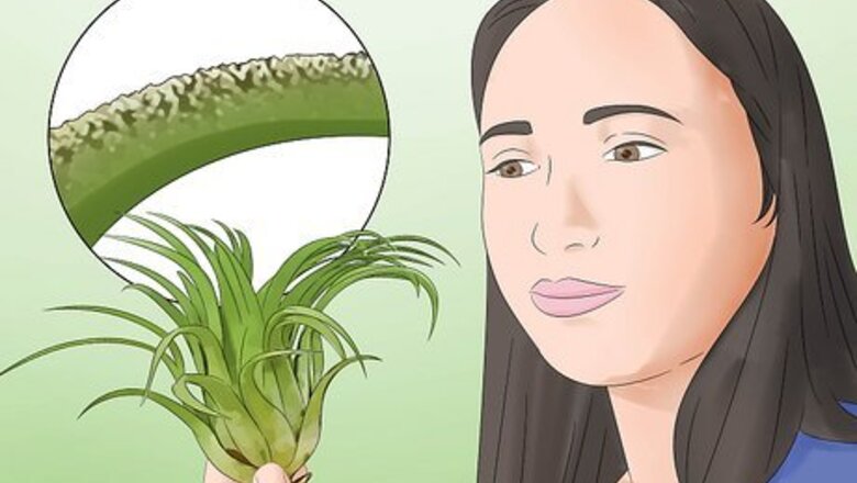 How to Care for Air Plants