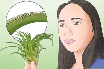 How to Care for Air Plants