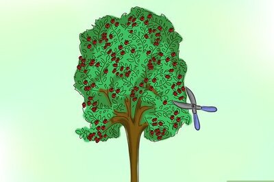 How to Preserve Berries for Floral Arrangements