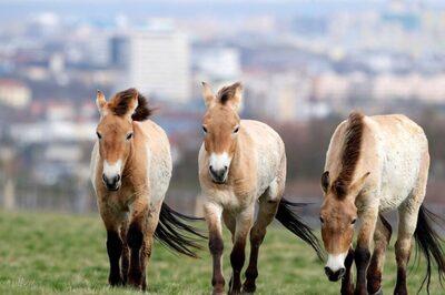 This Town Has Been Dealing With Wild Horses Roaming Freely, Causing Collisions; Read On