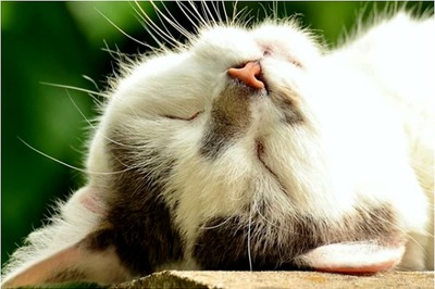 National Cat Day 2020: Funny Memes and Posts to Share on Social Media to Celebrate Human-Animal Bond