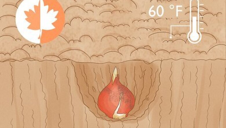 The Best Way to Plant Tulip Bulbs