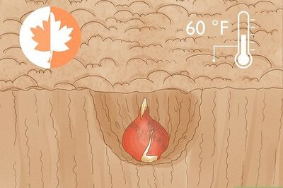 The Best Way to Plant Tulip Bulbs