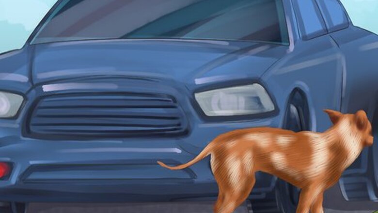 How to Get a Dog Out of a Busy Road