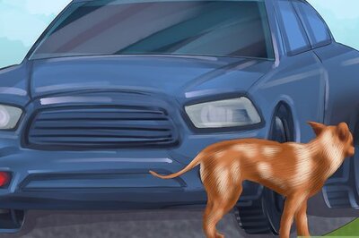 How to Get a Dog Out of a Busy Road