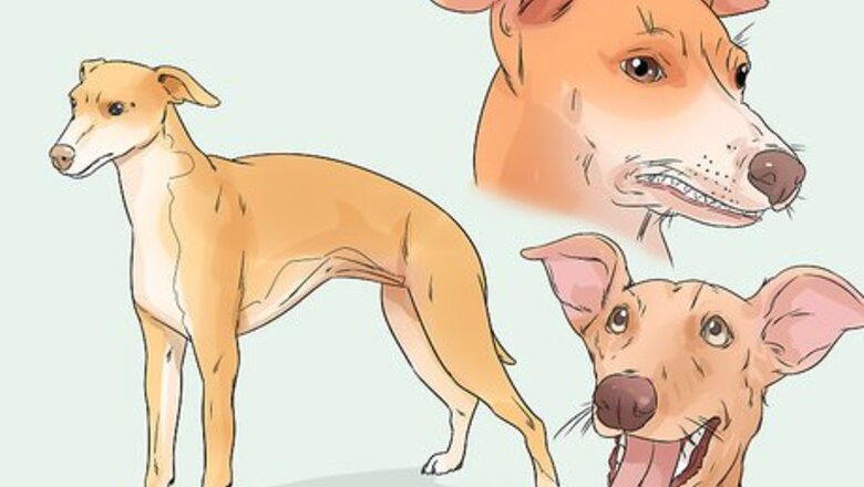 How to Adopt a Greyhound