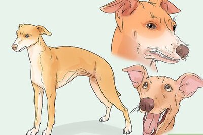 How to Adopt a Greyhound