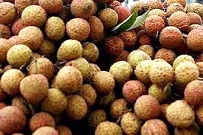 Experts collect litchi samples in Bihar to identify deadly virus