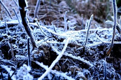 Assam's 'Coldest Heaven' Records -10 Degree Celcius, Realises Tourism Potential