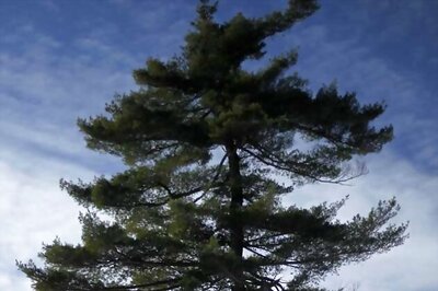 Hyderabad: Rs 1 crore for trees? Irrational, say experts