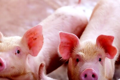 All You Need To Know About African Swine Fever as Several States Report Pig Deaths