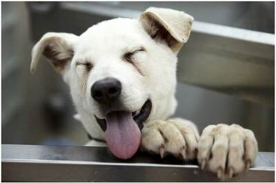 Pet Dog Flies Back Home after Industrialist Books Chartered Flight between Mumbai and Bengaluru