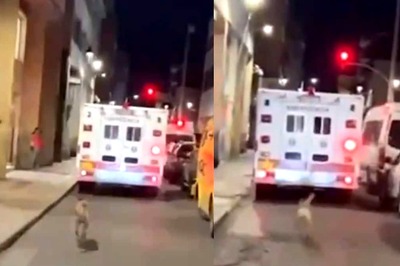 ‘A True Companion’: Faithful Dog Chases Ambulance Carrying Owner To Hospital