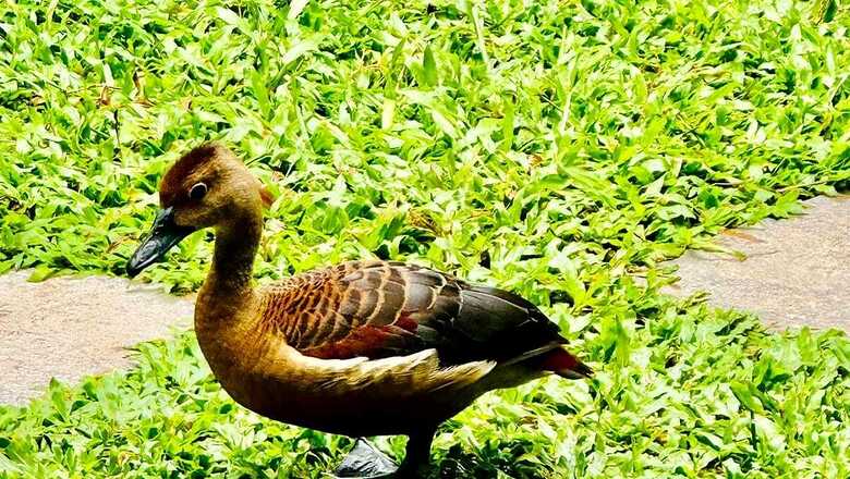 Kollam Man's Green Oasis Attracts Rare Fulvous Whistling Duck Family