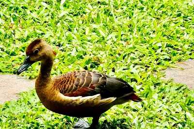 Kollam Man's Green Oasis Attracts Rare Fulvous Whistling Duck Family