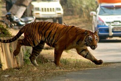 Tiger Corridors Need Urgent Attention to Sustain Conservation of Wild Cat, Govt Report Warns