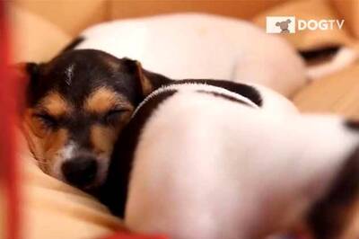 TV goes to the dogs with first channel for canines, DOGTV