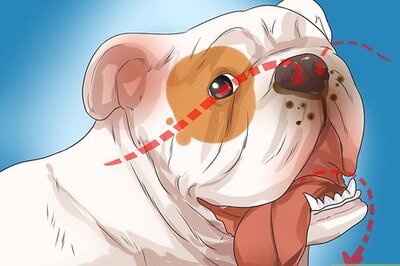 How to Diagnose Respiratory Problems in Bulldogs