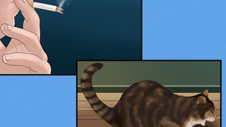 How to Diagnose and Treat Feline Bronchitis