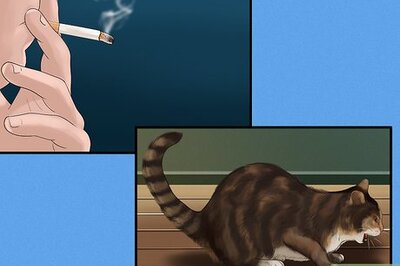 How to Diagnose and Treat Feline Bronchitis