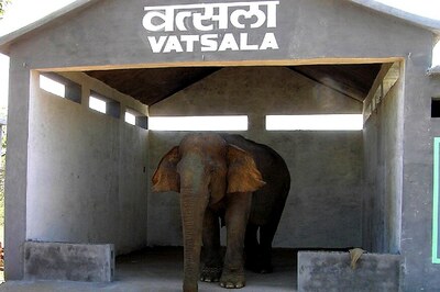 As MP's 'Granny Elephant' Loses Vision to Oldage, Grandchildren Help Her Move Around