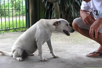 How to Teach a Stubborn Dog to Sit Down